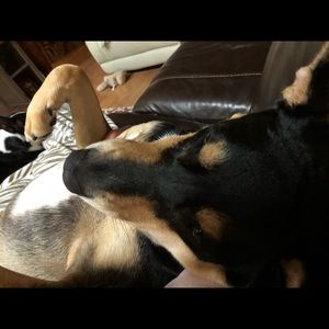 Meet your Posher, Tracy